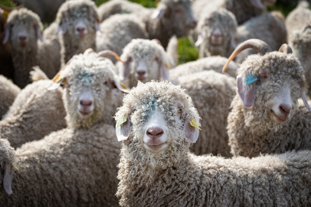 Les pratiques en agriculture paysanne