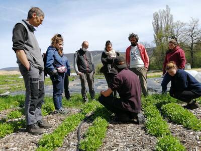 Maraîchage : développer collectivement son autonomie semencière