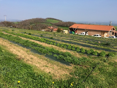 Une filière plantes aromatiques et médicinales dans les Monts du Lyonnais : et pourquoi pas ?
