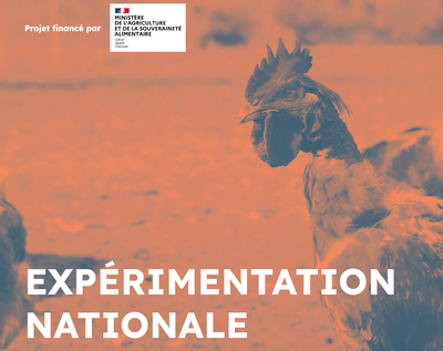 Un projet d’expérimentation pour une biosécurité adaptée au plein-air 